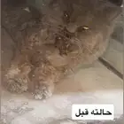 قطط للتبني