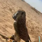 للبيع باشق شبه مدرب ينقز علا ادس من بعد مترين