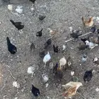 صوص دجاج بلدي