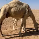 ناقه خلفه منيحه طيبه للبيع