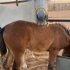 للبيع فرس معها مهره
