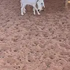 شاه حريه متبع