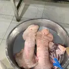 ذبايح مزرعة مرابي عسير
