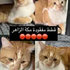 قطط مفقودة