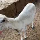 نعجه