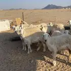 القصيم غرب الرس الركنه