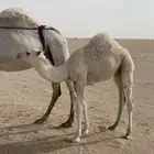 قعودين للبيع