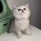 سكوتش ستريت فولد سلفر قولد قطه قطوه بسه هملايا شيرازي انثى