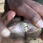 تيس بورقت عمره 9شهور وجفرتين مشاريك عارضي