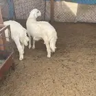 ذبايح ذبائح حري حريات هرافي