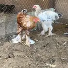 ديك براهما