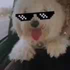 كلب مالتيز بيوت