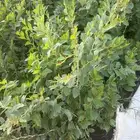شتلات برية - سمر - قرض _طلح _سدر
