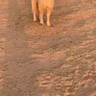 للبيع فحل تيس شرط القريع