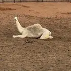 بكرة للبيع