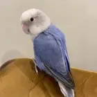 طير روز أليف
