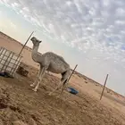 ناقه للبيع خفوت ام رابع تقريبا