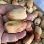 بيع تمور نجران من مزارعنا بياض ومواكل وانواع كثيره