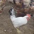 ديوك بلدي دجاج بلدي