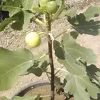 شتلات تين اصفرواسودفاخر