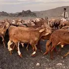 سواكن مرابي بريه جذعان