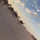 ذود جمله العدد11 بفحلها معها معدات