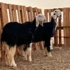 رخال نجد صنف