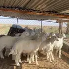 غنم
