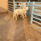 رخال حريات