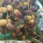 فروخ صقعي ومجدول وسكري فاخره بسعر مناسب