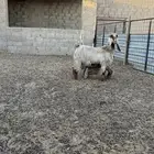 عنز عارضية متبع (( تم البيع))