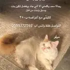 قط للتبني