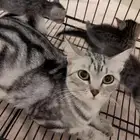 قطه امريكيه للتبني مع عيالها
