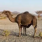 خلفه صفرا