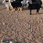 خرفان نجد العمر 8 شهور