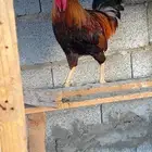ديك ترثه ملكي