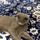 يوجد عندي قطه مفقوده سكوتش قولد بيشة