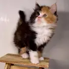 بيرشن هاف بيكي فيس سكوتش فولد انثى ذكر بسه قطوه قطه شيرازي