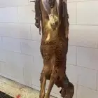 ذبايح طيبه مقفله لحم وشحم تربايه وشي فاخر من الاخر