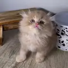 كيتن سكوتش فولد قطه قطوه بسه هملايا شيرازي انثى ذكر بيكي فيس