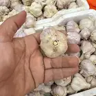 ثوم بلدي