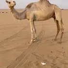 هجن