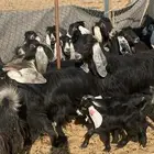 معزا عوارض مواليد ودفيع ومضاريع