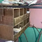 قماري هولندي
