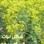نبات سذاب او شذاب