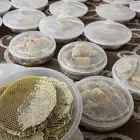 عسل قرضه قص اليوم مضمون