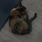 قط سكوتش وقط اخر للبيع