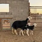 شاه نجدية متب ع بخروفين