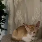 قطه لتبني