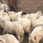 ذبايح حريه وسواكني وتيوس مع خدمة الذبح والتوصيل